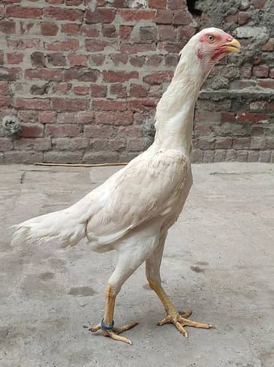 Quality White O Shamo Pathi