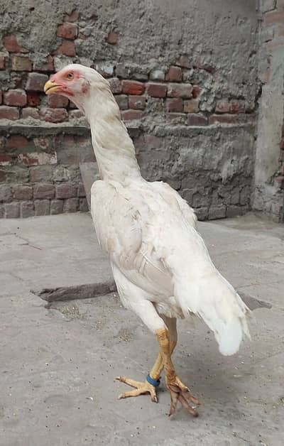 Quality White O Shamo Pathi