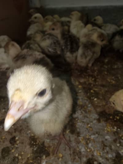 Turky Chicks available 1 month k 1000 per piece