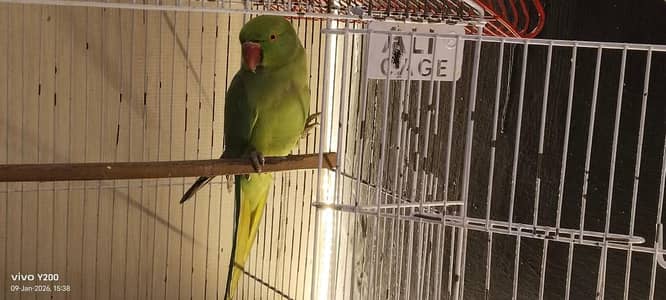 parrot for sale