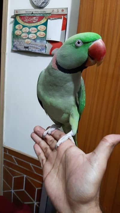 raw parrot male