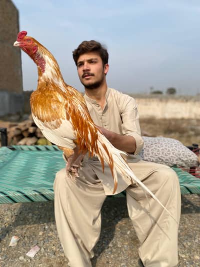 Peela Sonatol A++ Quality Pair