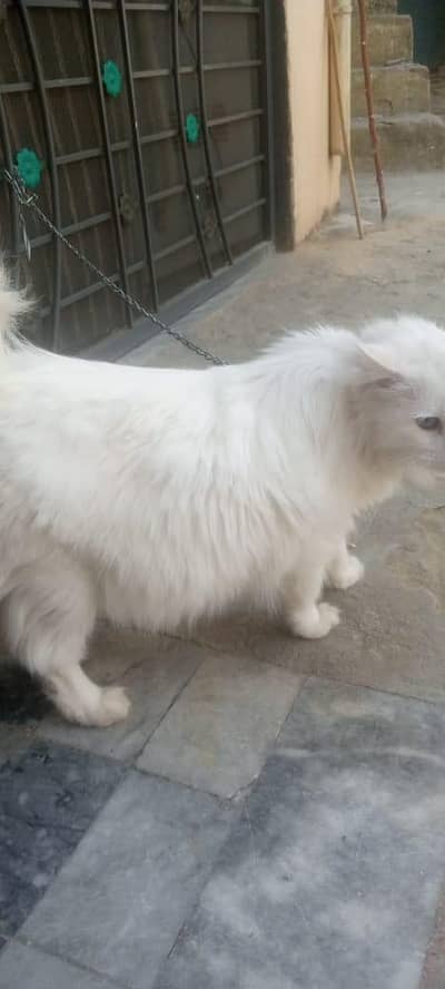 with one month pregent