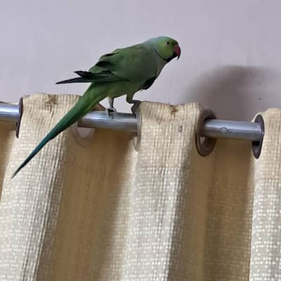 active ring neck pair