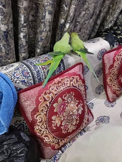 Parrot couple one male and one female for sale