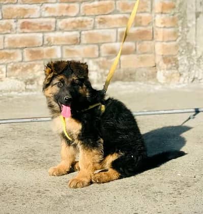 German shepherd puppies for sale healthy 0326=65=49=136