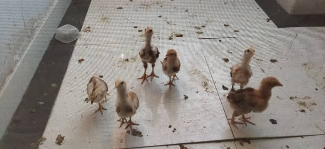 6 Chicks For Sale 1 month old Karachi Saadi Road.