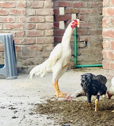 Mashallah FULL ACTIV SHAMO MALE HIGI QUALITY