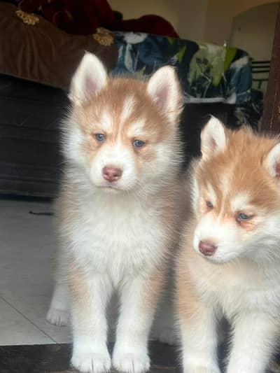 Husky Puppies for sale