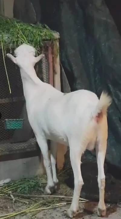 Gulabi white ankho wali Teddi Bakri