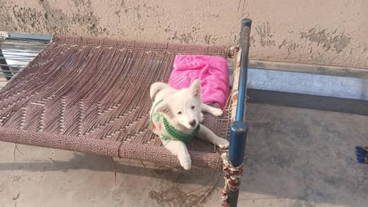 Russian male puppy ready for new home