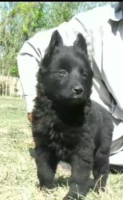 balck German Shepherd female available for sale