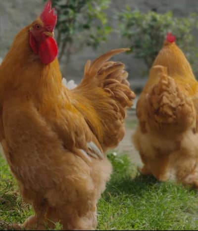 گھر کی پلی ہوئی پریمیم گولڈن مرغی – ہیوی سائز، انڈے دینے والی!"