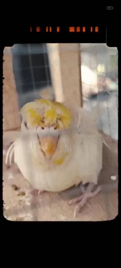 Hogoromo, Exi,  Rainbow,