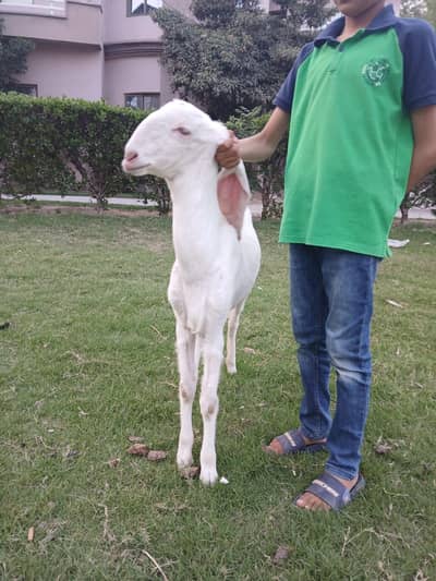 ghulabi rajan puri  goat