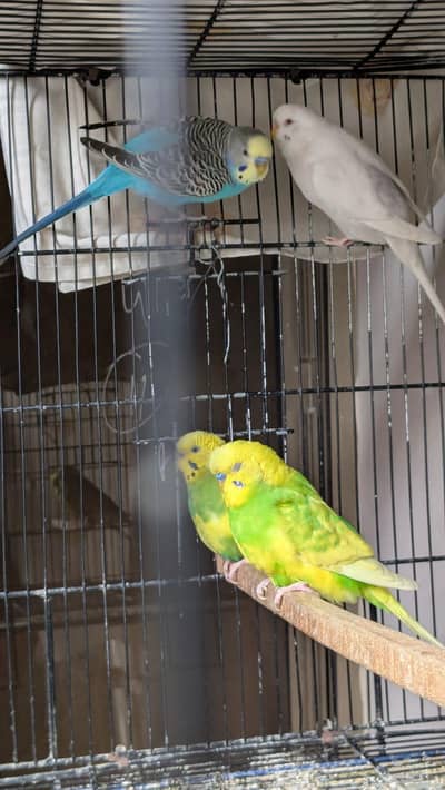 UnderSize Budgies Pairs Available