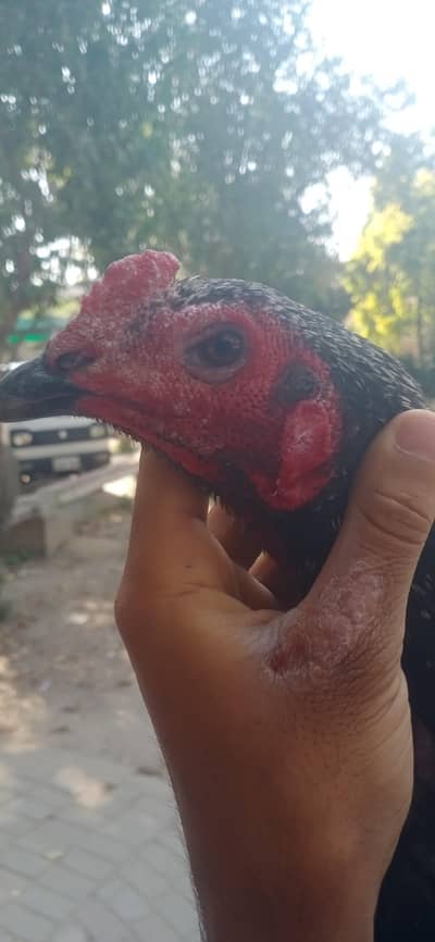 pure burmi imported ka direct bacha hh