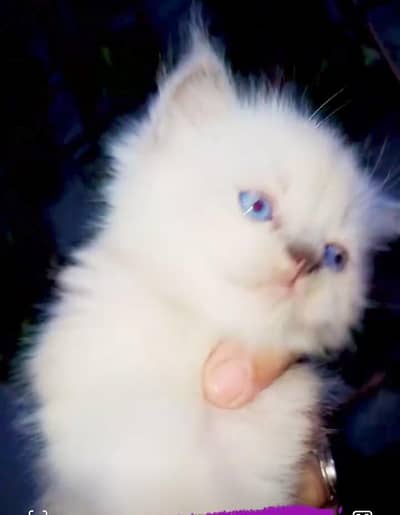 Himaliyan siamese persian high quality kittens