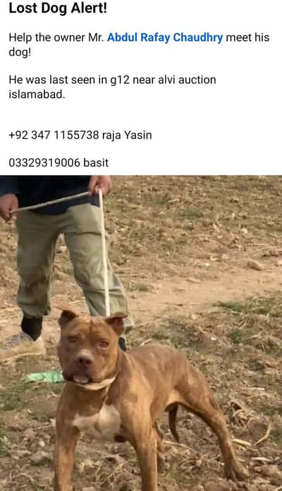 lost dog form Islamabad g12