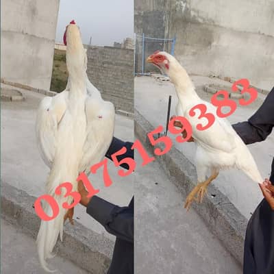 white shamo aseel pair for sale