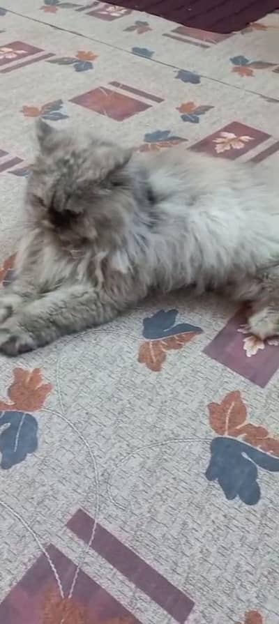 Persian punch face female for sale longest/triple coated grey color