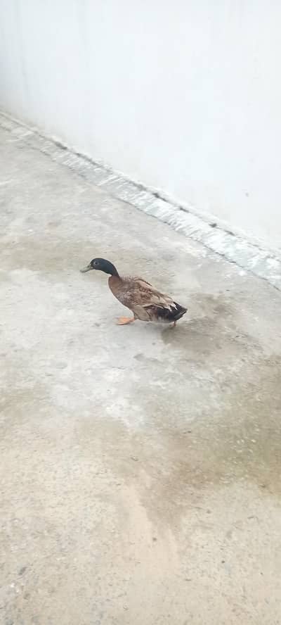 Male duck for sale