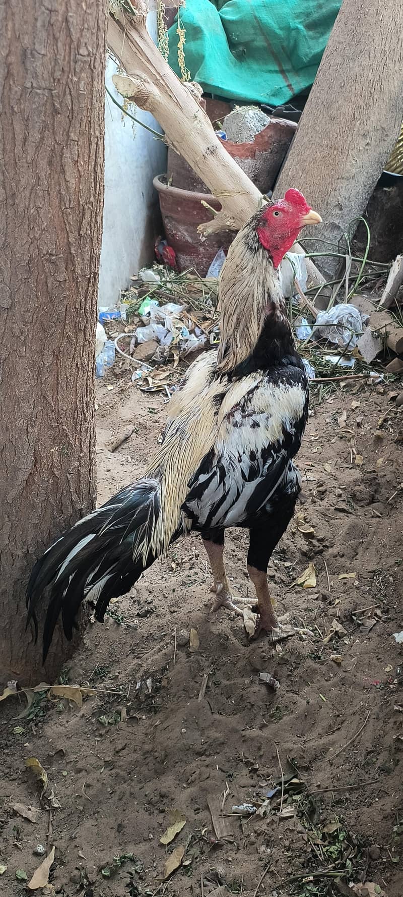 Quality white java aseel 0