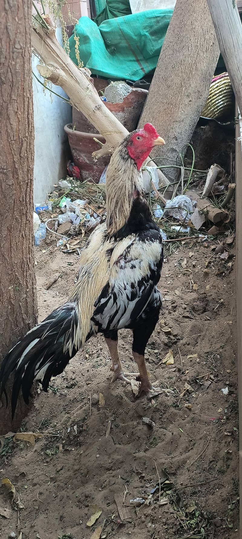 Quality white java aseel 1