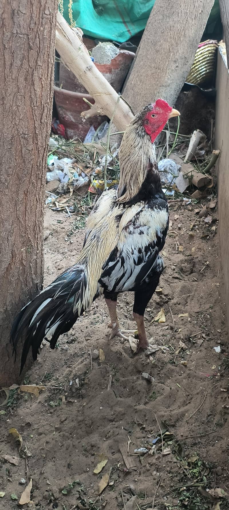 Quality white java aseel 2