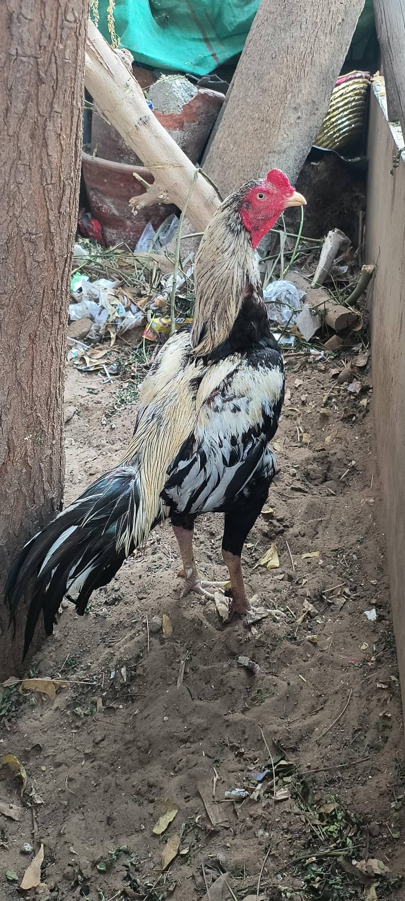 Quality white java aseel 3