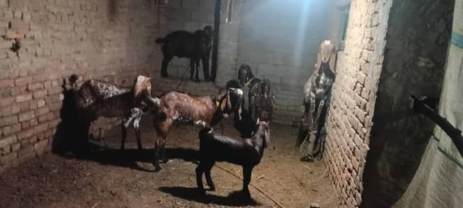 Top Quality Makhi Cheeni Goats for Sale - Eid-ul-Adha Special
