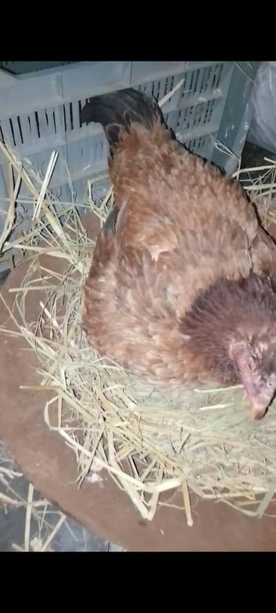 kurak hen | kuruk murgi | broody hen | kurak aseel murghi