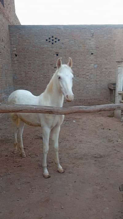 nukra wachra for sell