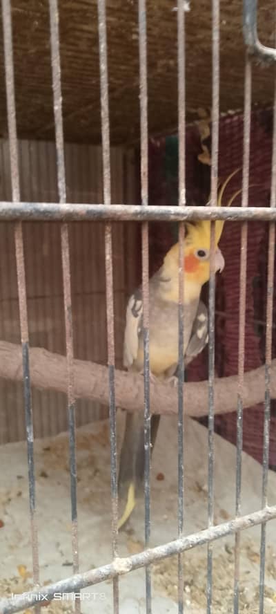 cocktail and grey java pair