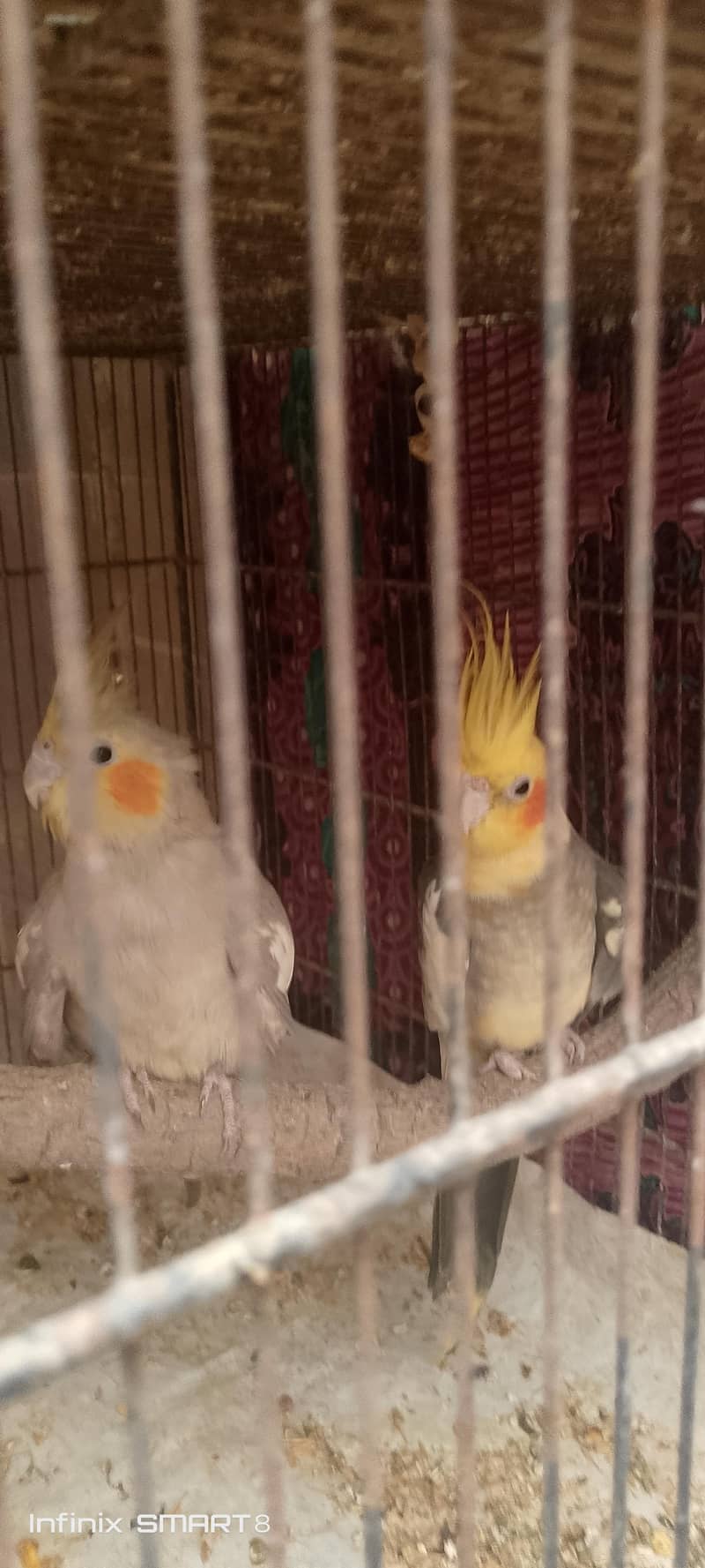 cocktail and grey java pair 1