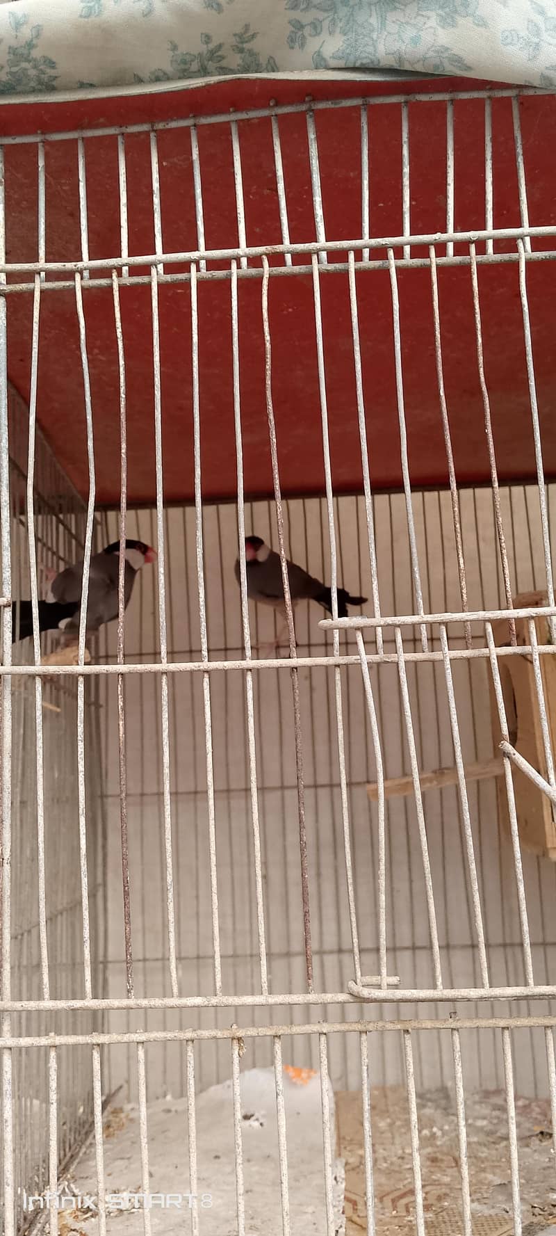 cocktail and grey java pair 2