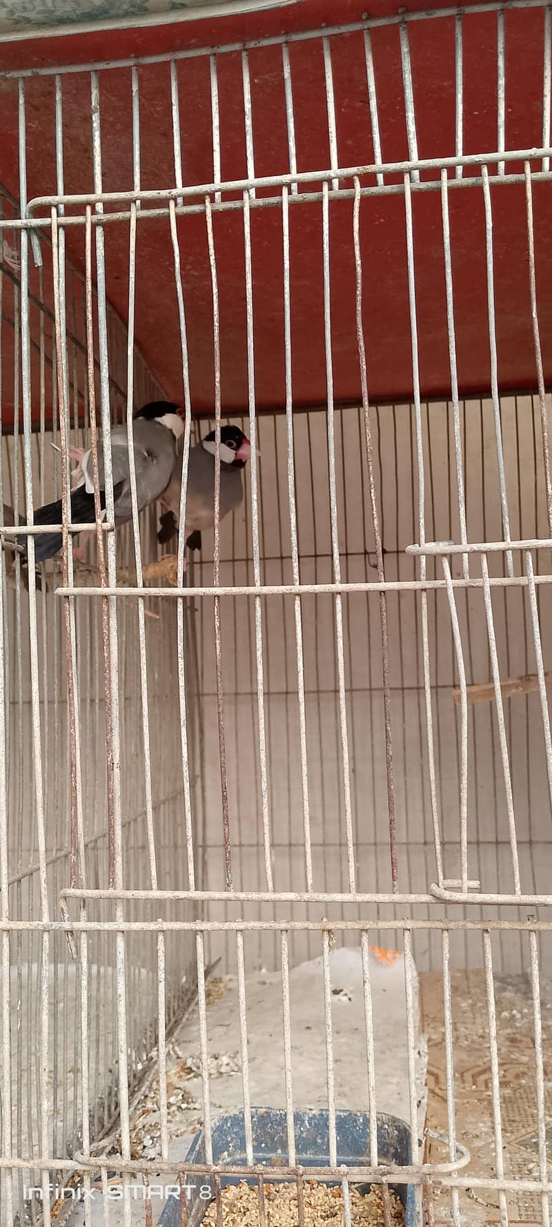 cocktail and grey java pair 3