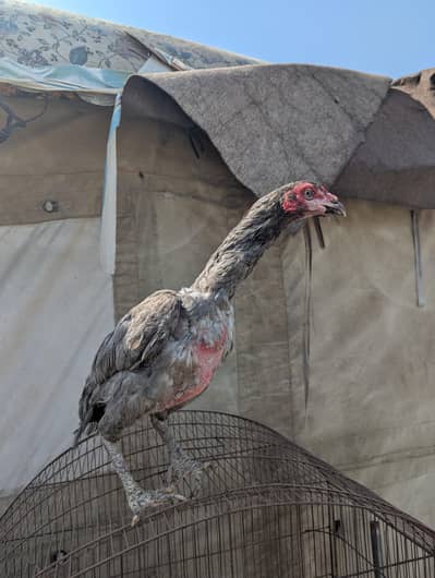 Thai cross aseel breeder hen and one Kuruk mushki Madi