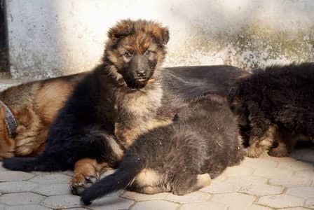 GSD TOP BLOOD LINE PUPPIES, 2 MONTHS OLD, PUREST BREED OF GSD.