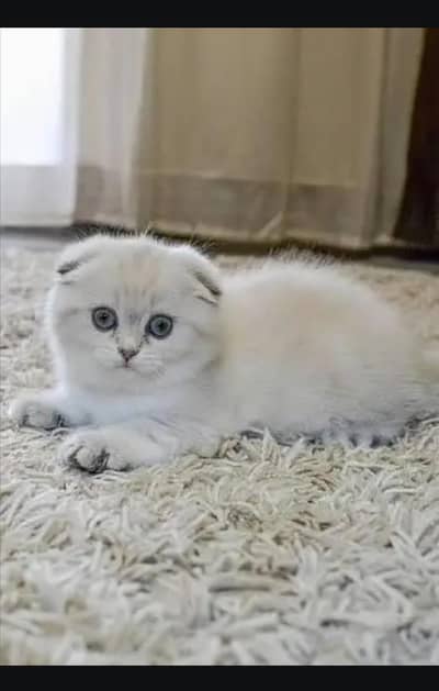 Scottish fold cat kittin . 0313 4935014