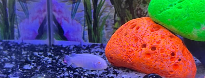 Malawi Chicillids 5pcs