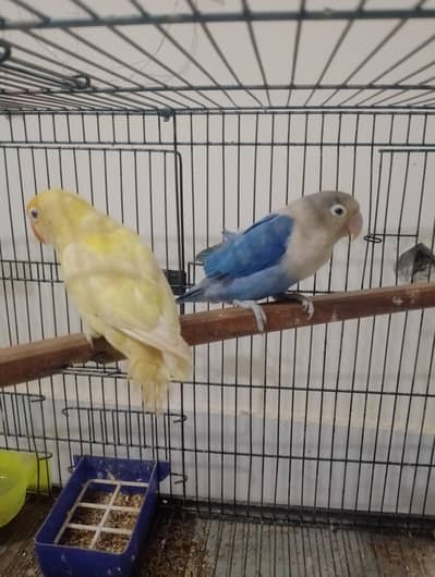 Lovebirds pair plus Cage