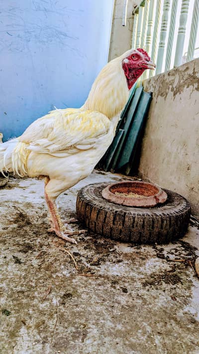 Heera Aseel Kana Murga for sale