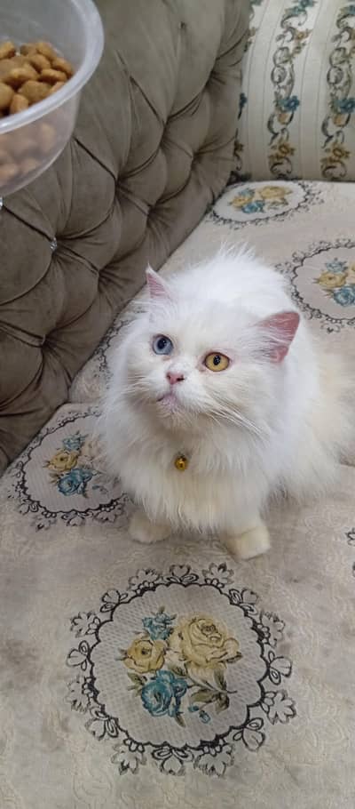 breeder odd eyes female for sale long hair  letter trand