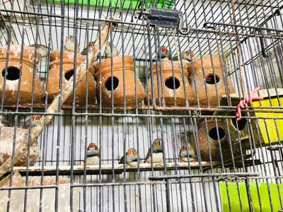 Zebra Fintch Adult Pairs Available 03069651586