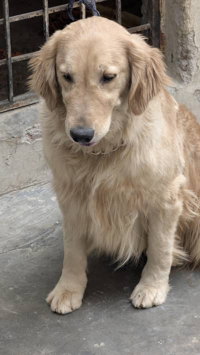 golden retriever pedigree female looking for new home