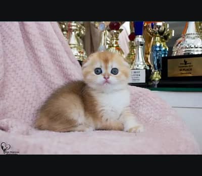 Scottish fold kittin . 0313 4935014