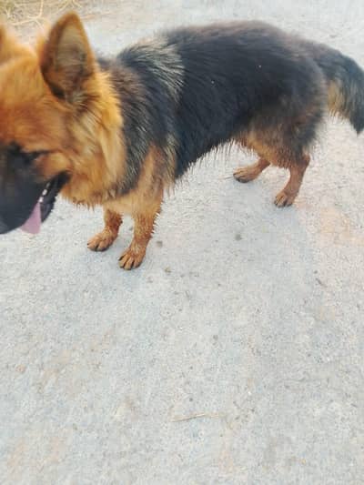 German shepherd female