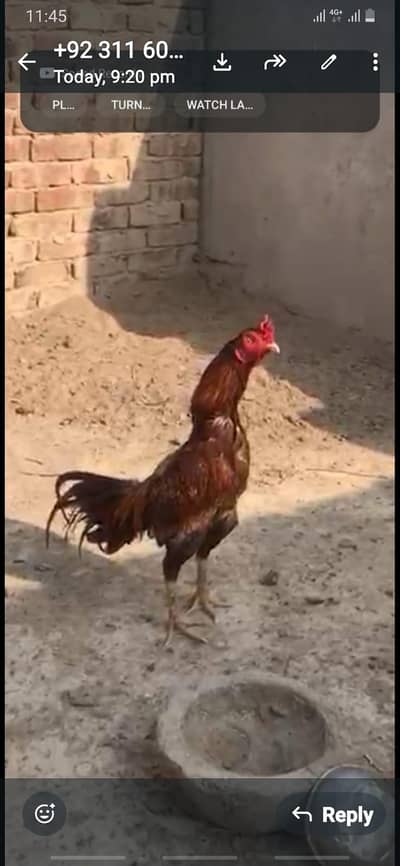 Good quality peela patha