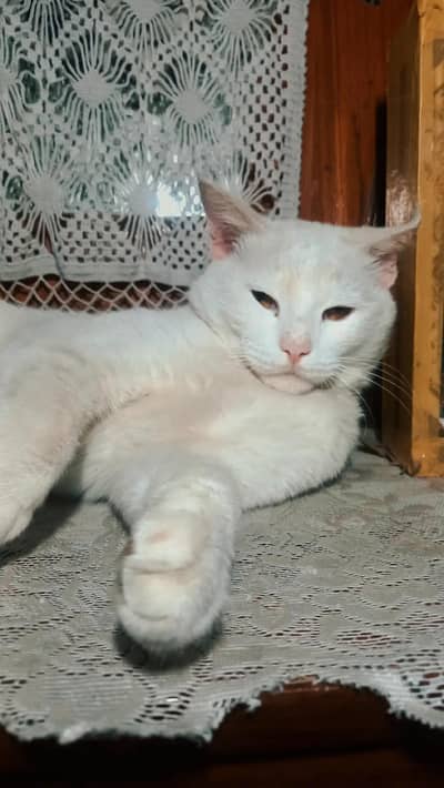 Single coat white persian cat